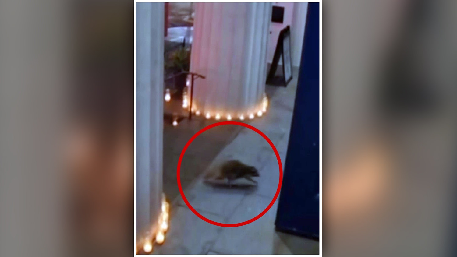 Un mapache es el visitante inesperado al colarse entre los feligreses en una iglesia de Manhattan
