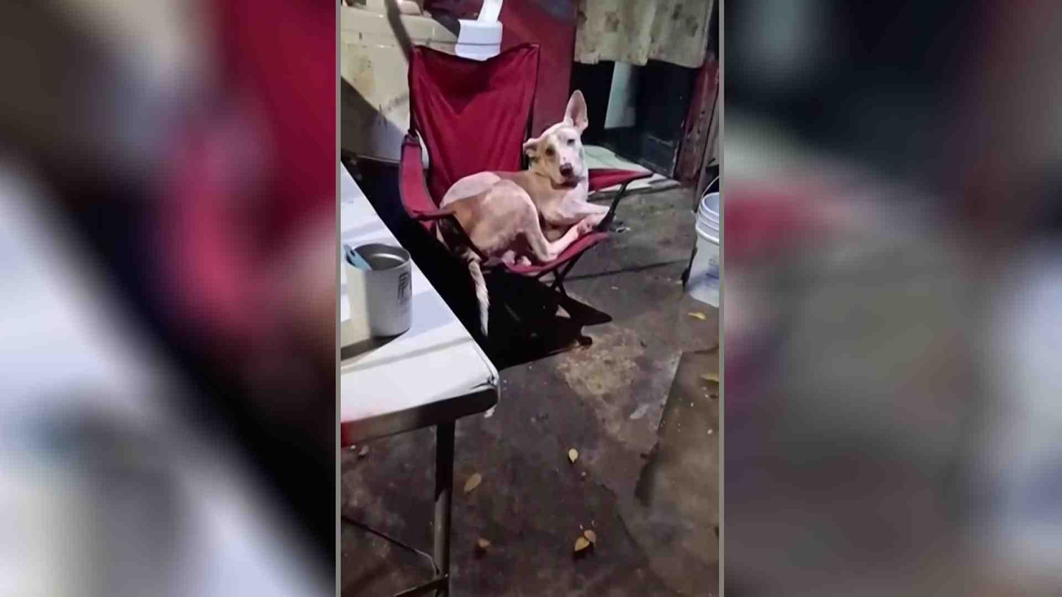 En México un perro se refugia del agua de las inundaciones en una silla plegable
