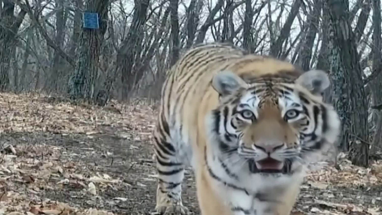El comportamiento de una familia de tigres de Amur sorprende a investigadores en China