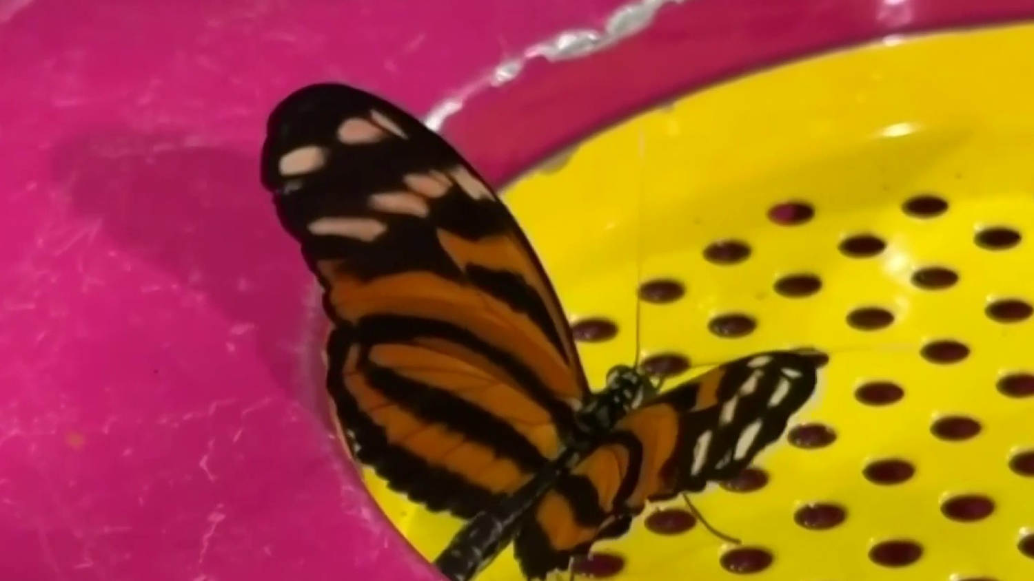En Nueva York abren una muestra sobre la migración de la mariposa monarca