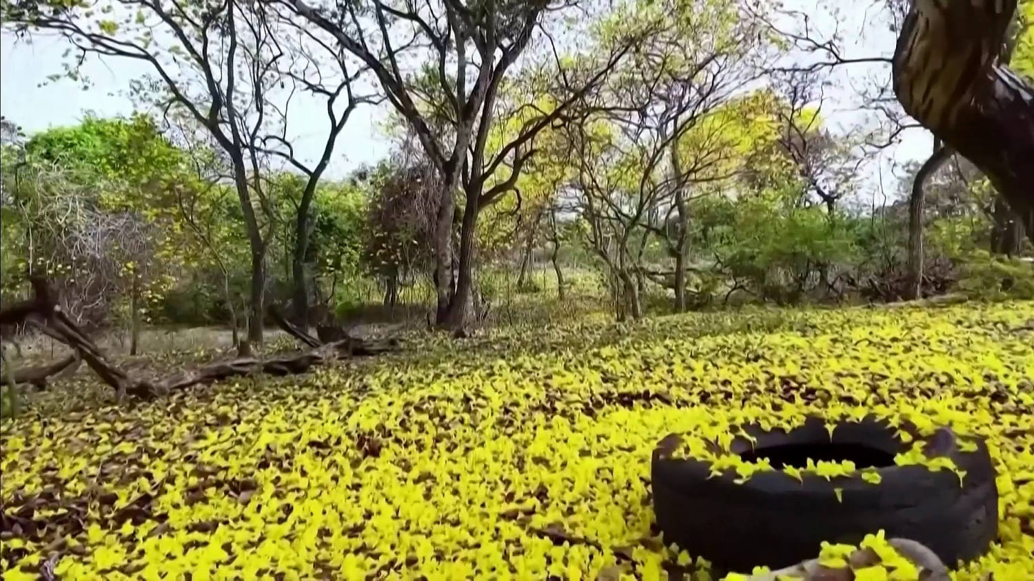 Planeta Tierra: Guayacanes florecen tres meses antes de lo habitual y tiñen de amarillo Ecuador