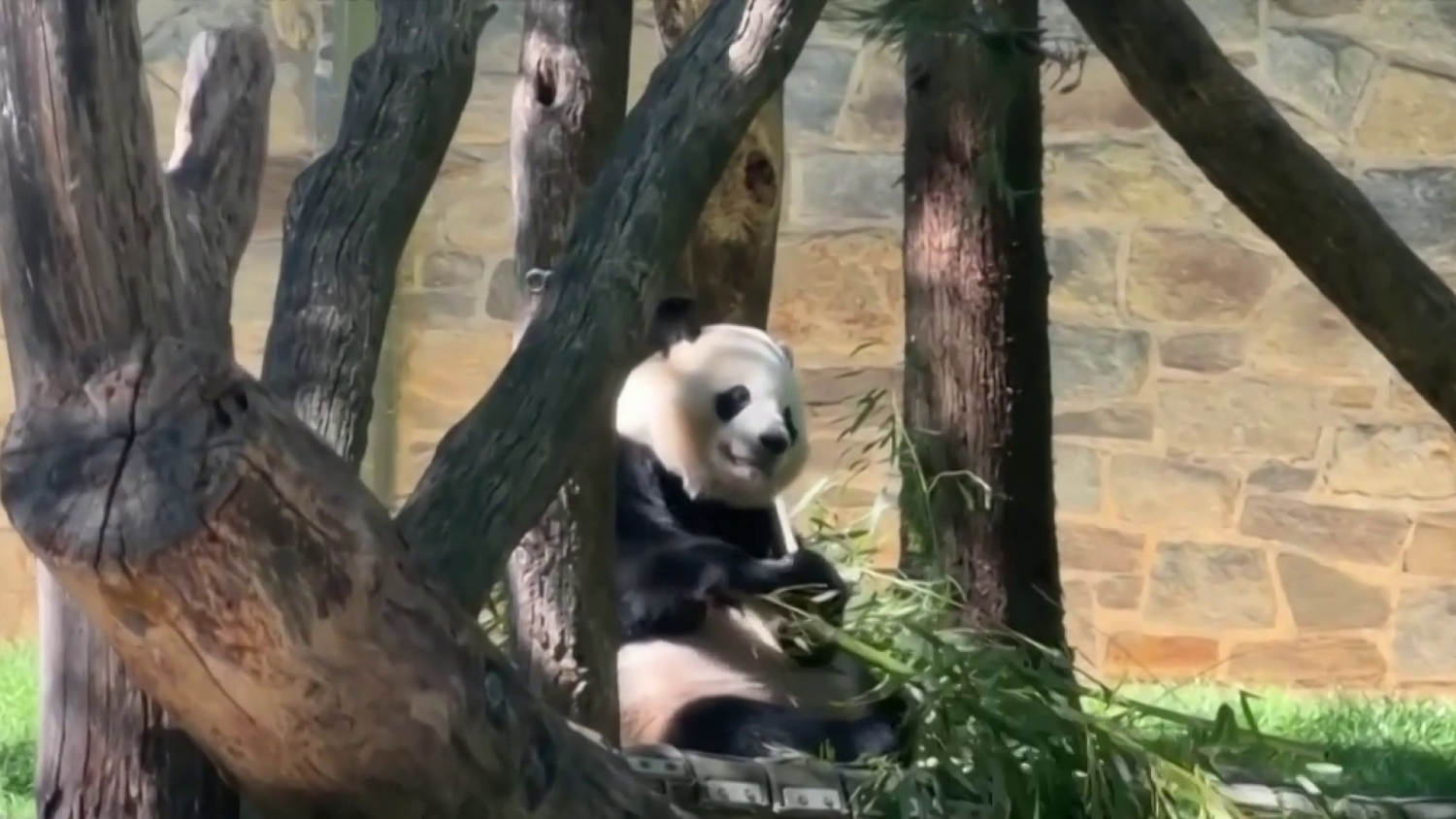 Dos pandas gigantes llegan desde China al Zoológico de Atlanta y permanecerán allí durante 10 años