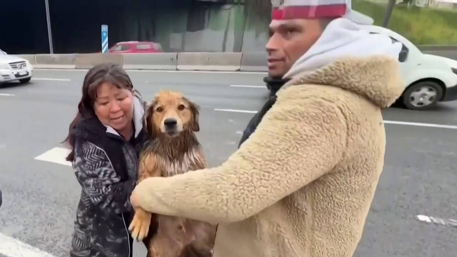 En Chile un perro pasa de casi morir arrastrado por un río a ser toda una celebridad