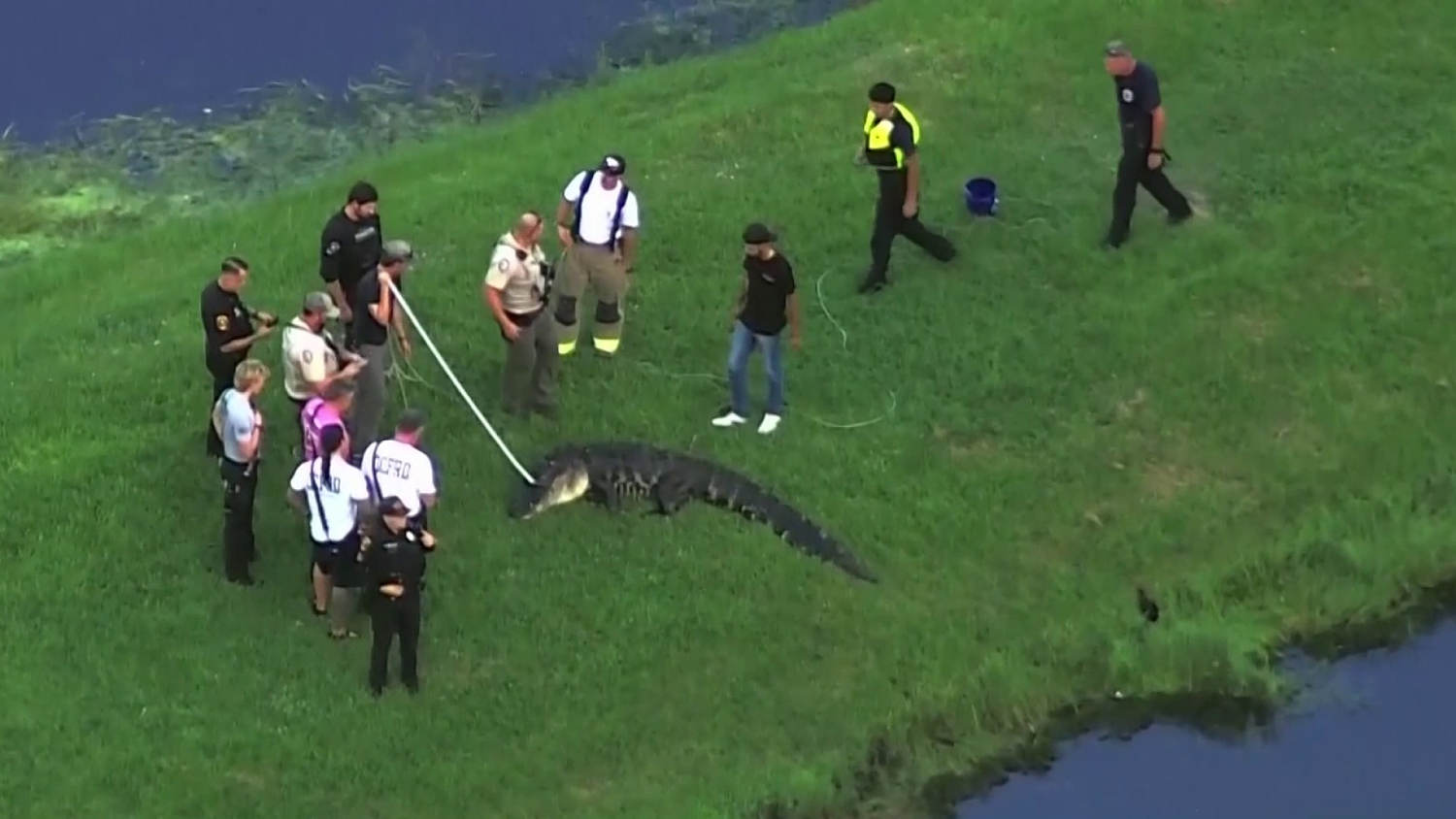 Un caimán de 12 pies de largo mata a un hombre de 71 años que pescaba en Florida