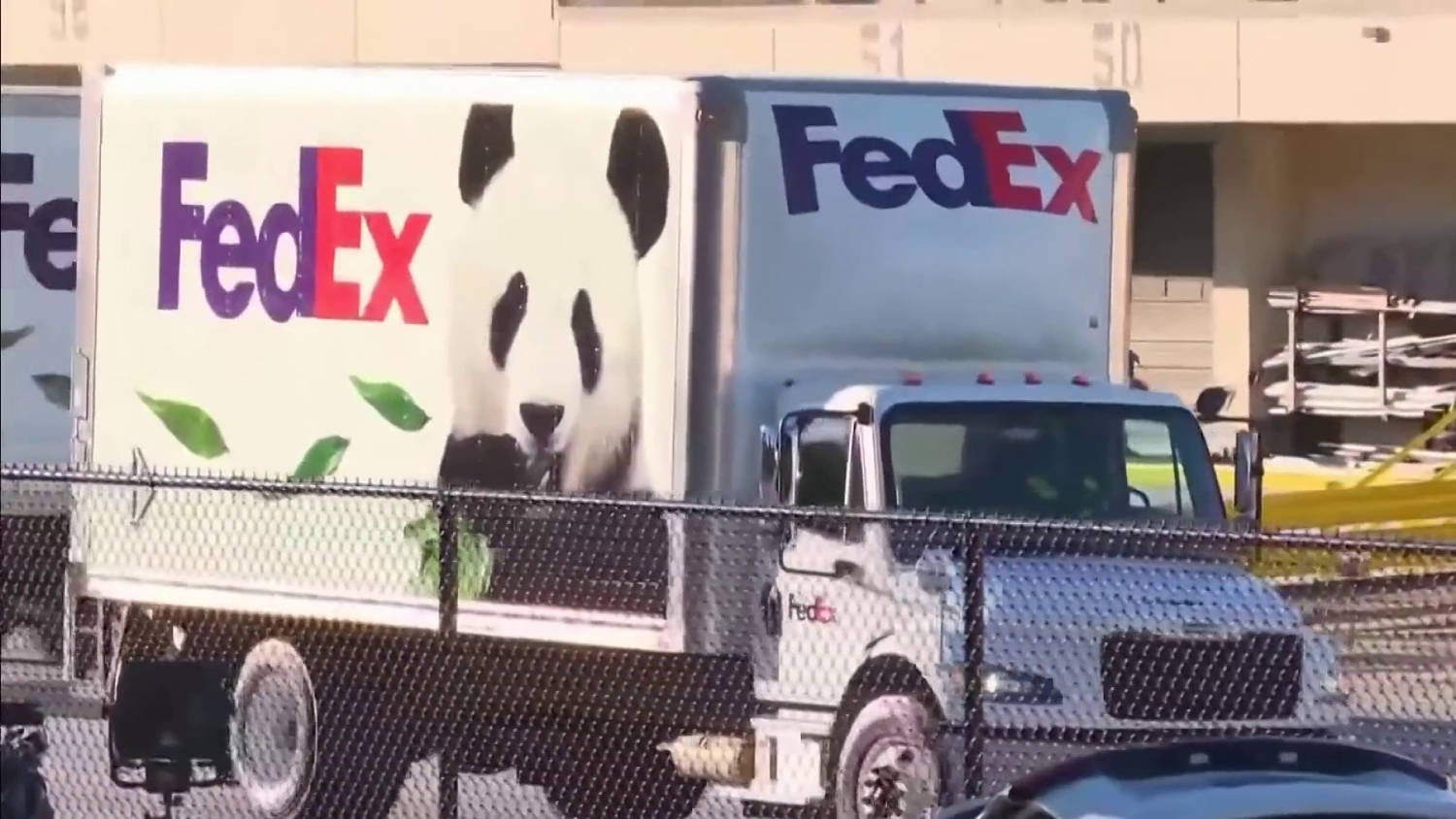 Ellos son Ping Ping y Fu Shuang, los dos pandas gigantes que vivirán durante 10 años en Atlanta
