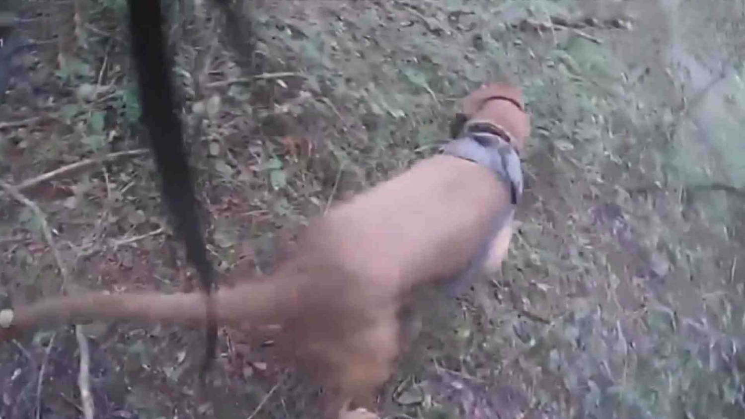 Un perro policía ayuda a encontrar a salvo a un niño desaparecido tras horas de búsqueda en Maryland