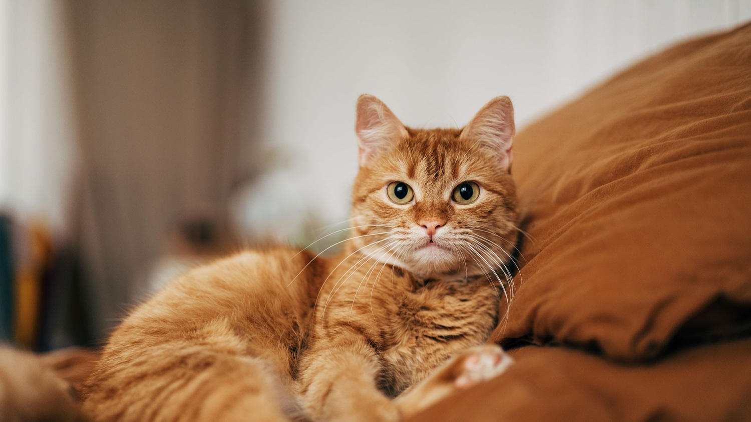 Vea cómo prevenir el contagio de toxoplasmosis si tiene gatos en casa