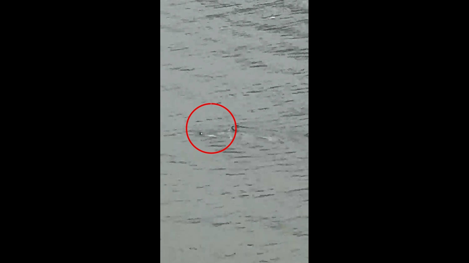 Un tiburón apareció en medio de una calle inundada