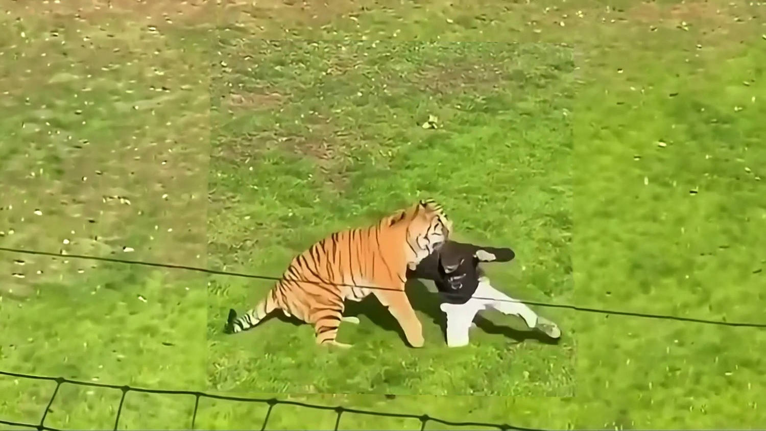 Un hombre muere tras ser atacado por un tigre en un parque de vida silvestre en Inglaterra