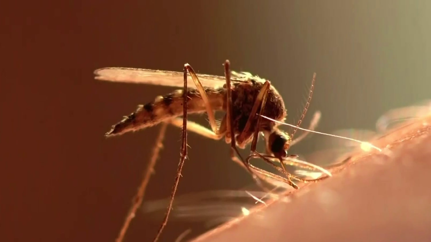 Declaran emergencia en tres condados de Florida por la propagación del dengue
