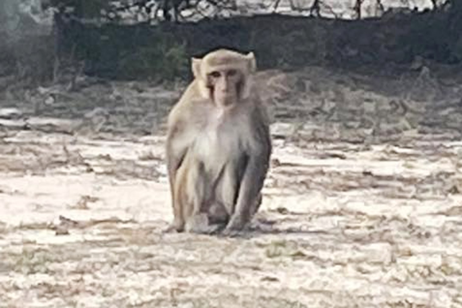 [Animals] Pet monkey attacks Oklahoma woman before being shot and