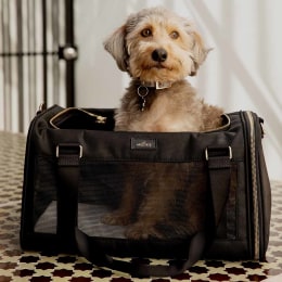 The 11 Best Airline-Approved Pet Carriers 2023