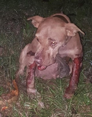 50 dogs rescued from dogfighting ring in Natchez, Mississippi