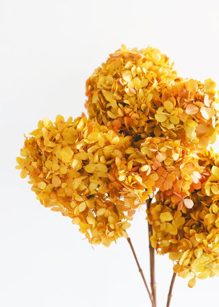 Burnt Orange Preserved Hydrangeas