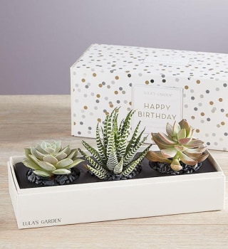 Happy Birthday Succulents by Lula's Garden