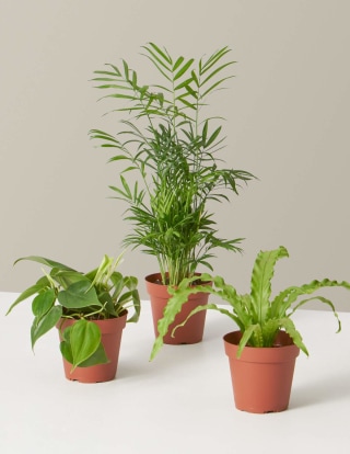 The Sill Plant Parent Set