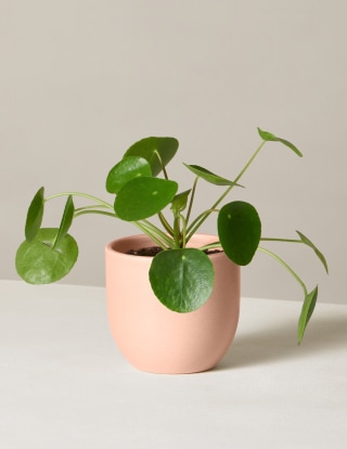 Pilea Peperomioides