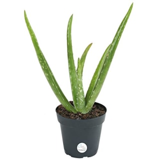 Costa Farms Aloe Vera Plant, Live Indoor Plant, 12 to 14-Inches Tall, Ships in 4-Inch Grow Pot, Fresh From Our Farm