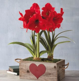 Valentine's Day Red Lion Amaryllis Double