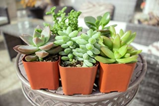 Succulent Plants 5-Pack