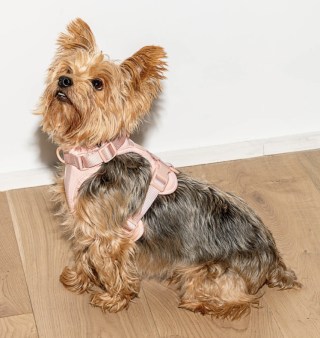 Wild One Harness. Wild One launches new Extra Small Harness for dogs