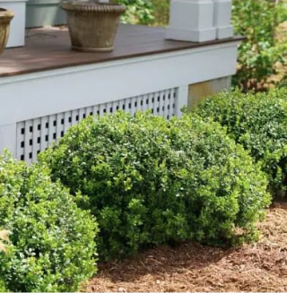 Sprinter Boxwood (Buxus) Live Evergreen Shrub, Green Foliage, 1 Gal. How to design a Japanese zen garden.