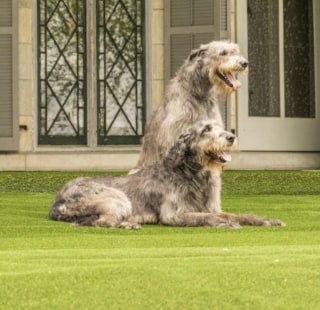 Home Depot Lifeproof with Petproof Technology Premium Pet Turf