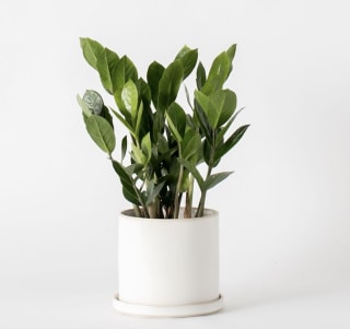West Elm Convivial Sand Collection Minimal Planter