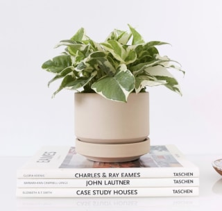 Williams Sonoma Revival Ceramics Two Oatmeal Planter