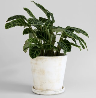 Bloomist White Patina Basic Planter