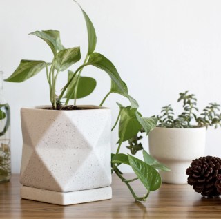 The Sill Pentagonal Planter
