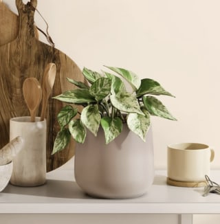 Easyplant Marble Pothos