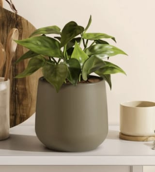 Easyplant Heartleaf Philodendron