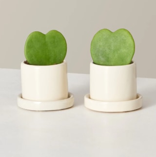 The Sill Hoya Heart Duo