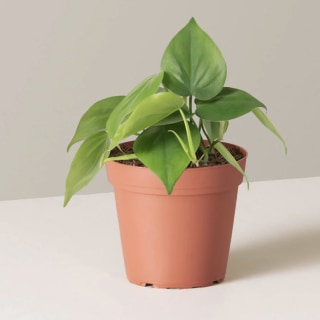 Philodendron Green