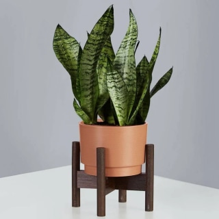 Plants.com Snake Plant (Sansevieria)