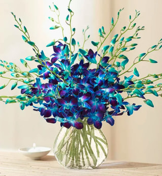 1800Flowers Ocean Breeze Orchids