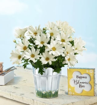 1800Flowers Happy Daisy Plant