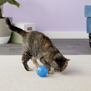 PetSafe SlimCat Interactive Cat Feeder