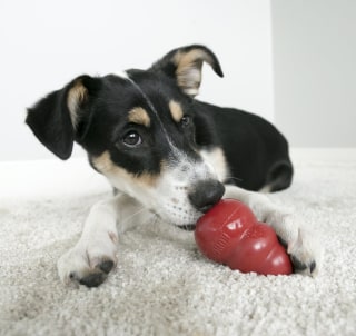 KONG Classic Dog Toy