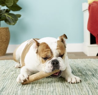 Petstages Dogwood Tough Dog Chew Toy