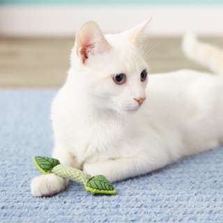 Petstages Fresh Breath Mint Stick Cat Chew Toy