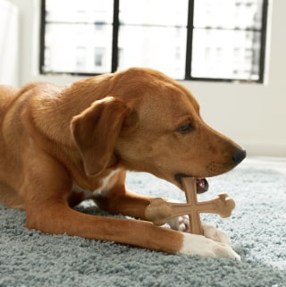 Frisco Peanut Butter Flavor Tough Nylon Dog Chew Toy