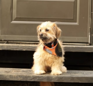 GabeJadeAccessories Dog Bandana