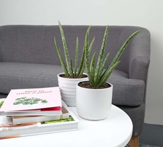 Costa Farms Aloe Vera Indoor Plant
