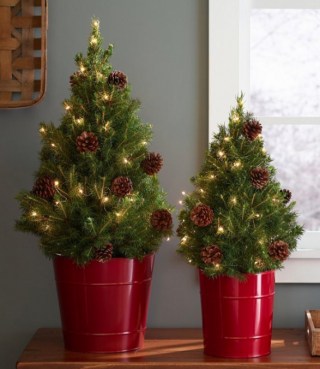 Woodland Tabletop Live Tree With Lights