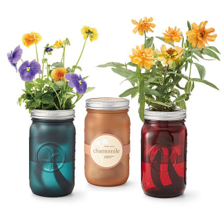 Mason Jar Indoor Flower Garden