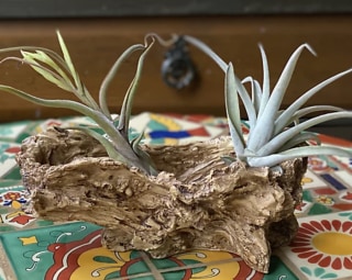 Roberta's 2-Piece Holiday Air Plants with Log Container