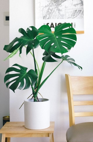 Happily Plants Monstera Deliciosa