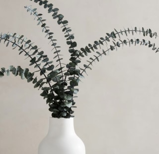 West Elm Dried Eucalyptus Bundle